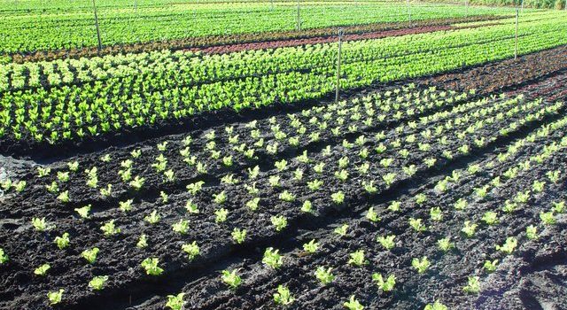 dsc20050727_091048_222